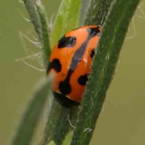 Coccinella transversalis at Black Mountain - 21 Feb 2024