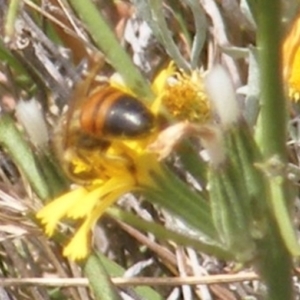 Apis mellifera at Mugga Mugga Grassland (MMW) - 24 Feb 2024 02:59 PM