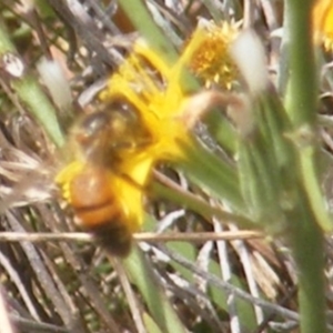 Apis mellifera at Mugga Mugga Grassland (MMW) - 24 Feb 2024 02:59 PM