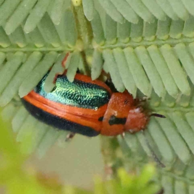 Calomela curtisi (Acacia leaf beetle) at Black Mountain - 20 Feb 2024 by ConBoekel