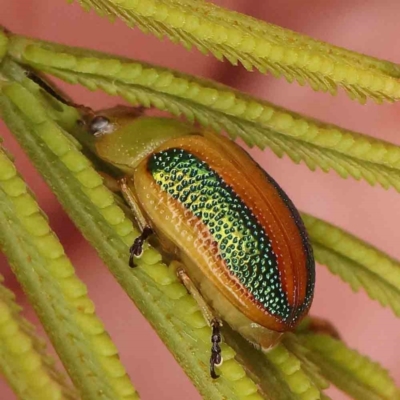 Calomela parilis (Leaf beetle) at Black Mountain - 20 Feb 2024 by ConBoekel