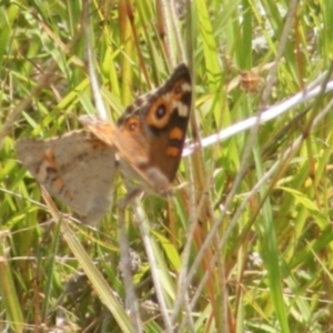 Junonia villida at Mugga Mugga Grassland (MMW) - 24 Feb 2024 02:01 PM