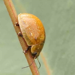 Paropsisterna cloelia (Eucalyptus variegated beetle) at Black Mountain - 20 Feb 2024 by ConBoekel