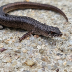 Saproscincus mustelinus (Weasel Skink) at QPRC LGA - 24 Feb 2024 by MatthewFrawley