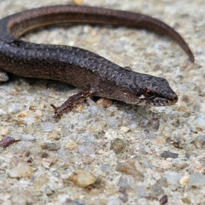 Saproscincus mustelinus at QPRC LGA - 24 Feb 2024 09:41 AM