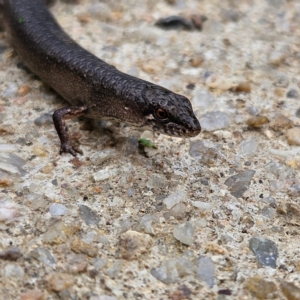 Saproscincus mustelinus at QPRC LGA - 24 Feb 2024 09:41 AM