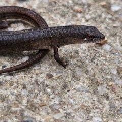 Saproscincus mustelinus at QPRC LGA - 24 Feb 2024 09:41 AM