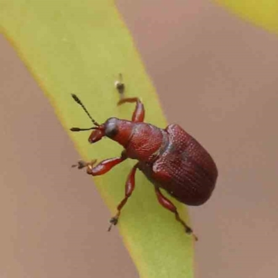 Euops sp. (genus) (A leaf-rolling weevil) at Black Mountain - 20 Feb 2024 by ConBoekel