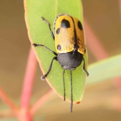 Cadmus (Cadmus) litigiosus (Leaf beetle) at Black Mountain - 21 Feb 2024 by ConBoekel