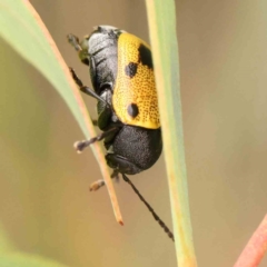 Cadmus (Cadmus) litigiosus at Black Mountain - 21 Feb 2024