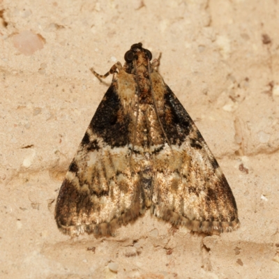 Orthaga thyrisalis (Teatree Web Moth) at Harrison, ACT - 15 Feb 2024 by DPRees125