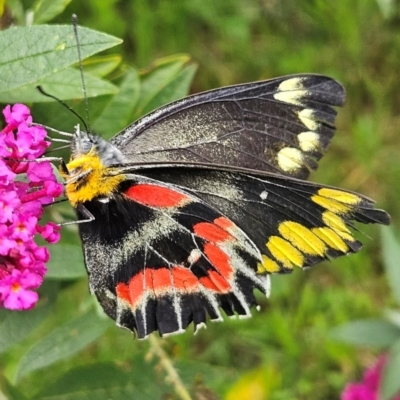 Delias harpalyce (Imperial Jezebel) at QPRC LGA - 23 Feb 2024 by MatthewFrawley