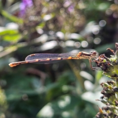 Austrolestes leda (Wandering Ringtail) at QPRC LGA - 24 Feb 2024 by MatthewFrawley