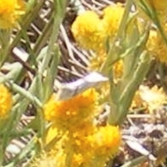 Heliocosma (genus) (A Tortricid moth) at Mugga Mugga Grassland (MMW) - 24 Feb 2024 by MichaelMulvaney