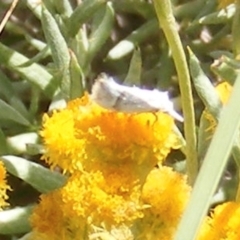 Heliocosma (genus) at Mugga Mugga Grassland (MMW) - 24 Feb 2024 02:07 PM