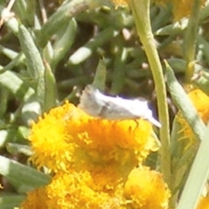 Heliocosma (genus) at Mugga Mugga Grassland (MMW) - 24 Feb 2024