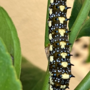 Papilio anactus at Hughes, ACT - 24 Feb 2024