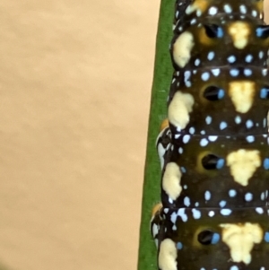 Papilio anactus at Hughes, ACT - 24 Feb 2024