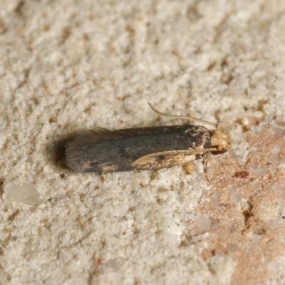 Hoplostega ochroma (a Eulechria Group moth) at Harrison, ACT - 15 Feb 2024 by DPRees125