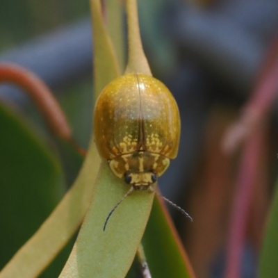 Paropsisterna cloelia (Eucalyptus variegated beetle) at Goorooyarroo NR (ACT) - 18 Jan 2024 by RAllen