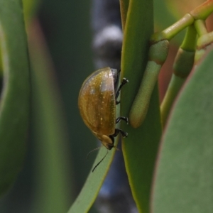 Paropsisterna cloelia at Goorooyarroo NR (ACT) - 18 Jan 2024