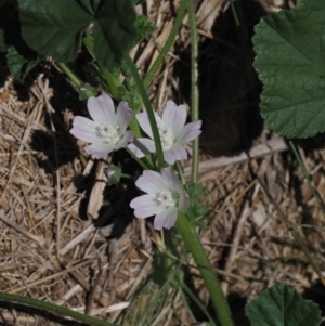 Malva neglecta at Goorooyarroo NR (ACT) - 18 Jan 2024