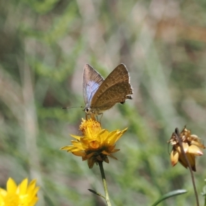 Jalmenus icilius at Goorooyarroo NR (ACT) - 18 Jan 2024