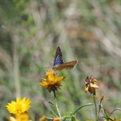 Jalmenus icilius at Goorooyarroo NR (ACT) - 18 Jan 2024