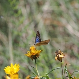 Jalmenus icilius at Goorooyarroo NR (ACT) - 18 Jan 2024