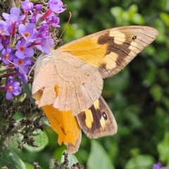 Heteronympha merope (Common Brown Butterfly) at QPRC LGA - 24 Feb 2024 by MatthewFrawley