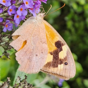 Heteronympha merope at QPRC LGA - 24 Feb 2024 12:51 PM