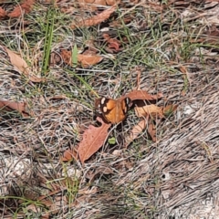 Heteronympha merope (Common Brown Butterfly) at Tharwa, ACT - 23 Feb 2024 by MB