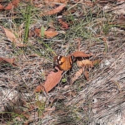 Heteronympha merope (Common Brown Butterfly) at Tharwa, ACT - 23 Feb 2024 by MB