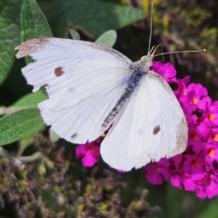 Pieris rapae (Cabbage White) at QPRC LGA - 24 Feb 2024 by MatthewFrawley