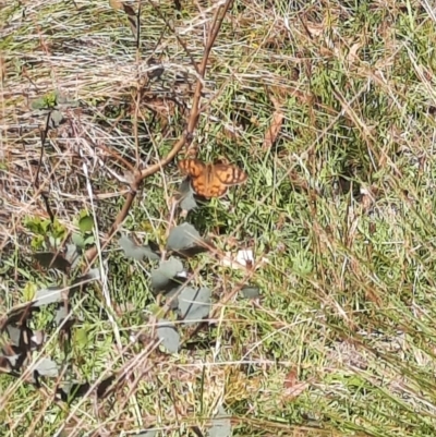 Heteronympha penelope (Shouldered Brown) at Namadgi National Park - 24 Feb 2024 by MB