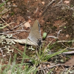 Jalmenus icilius at Goorooyarroo NR (ACT) - 18 Jan 2024 01:49 PM