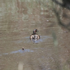 Tachybaptus novaehollandiae (Australasian Grebe) at Kenny, ACT - 18 Jan 2024 by RAllen