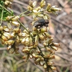 Muscidae (family) (Unidentified muscid fly) at Stirling Park - 14 Feb 2024 by MichaelMulvaney