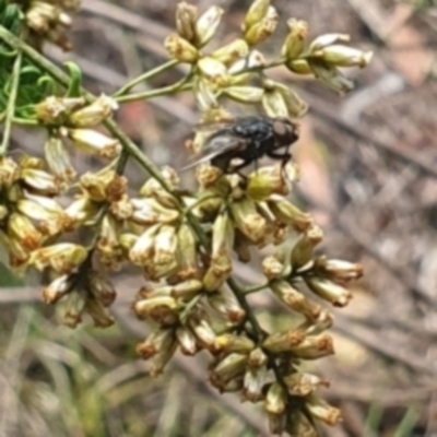 Muscidae (family) (Unidentified muscid fly) at Yarralumla, ACT - 14 Feb 2024 by MichaelMulvaney