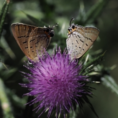 Jalmenus ictinus (Stencilled Hairstreak) at Goorooyarroo NR (ACT) - 18 Jan 2024 by RAllen