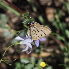 Jalmenus ictinus at Goorooyarroo NR (ACT) - 18 Jan 2024