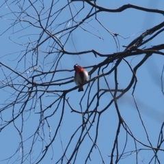 Dicaeum hirundinaceum (Mistletoebird) at Kenny, ACT - 18 Jan 2024 by RAllen