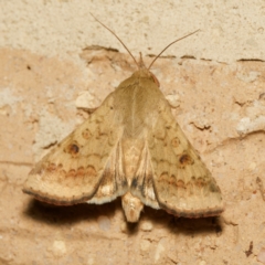 Helicoverpa armigera (Cotton bollworm, Corn earworm) at Harrison, ACT - 23 Feb 2024 by DPRees125