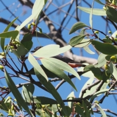Dicaeum hirundinaceum (Mistletoebird) at Goorooyarroo NR (ACT) - 19 Jan 2024 by RAllen