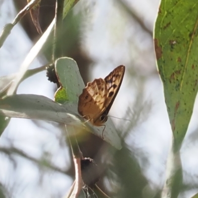 Heteronympha paradelpha (Spotted Brown) at Mount Majura - 20 Jan 2024 by RAllen