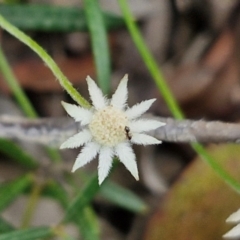 Actinotus minor (Lesser Flannel Flower) at Wairo Beach and Dolphin Point - 24 Feb 2024 by trevorpreston