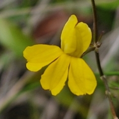 Goodenia paniculata at Burrill Lake, NSW - 24 Feb 2024 by trevorpreston