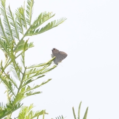 Acrodipsas aurata (Golden Ant-blue) at Mount Majura - 20 Jan 2024 by RAllen