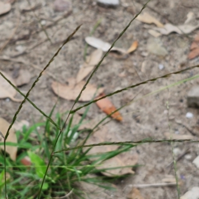 Digitaria (Genus) (Finger Grasses) at Meroo National Park - 24 Feb 2024 by trevorpreston