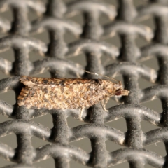 Isochorista (genus) (A Tortricid moth) at Harrison, ACT - 21 Feb 2024 by DPRees125
